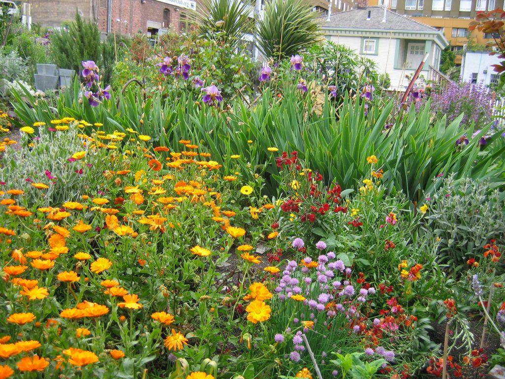 Community Flower Garden