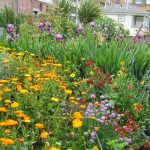 Community Flower Garden