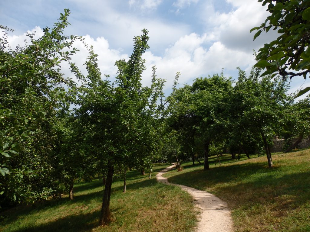 Community Cider Apple Orchard