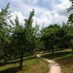 Community Cider Apple Orchard