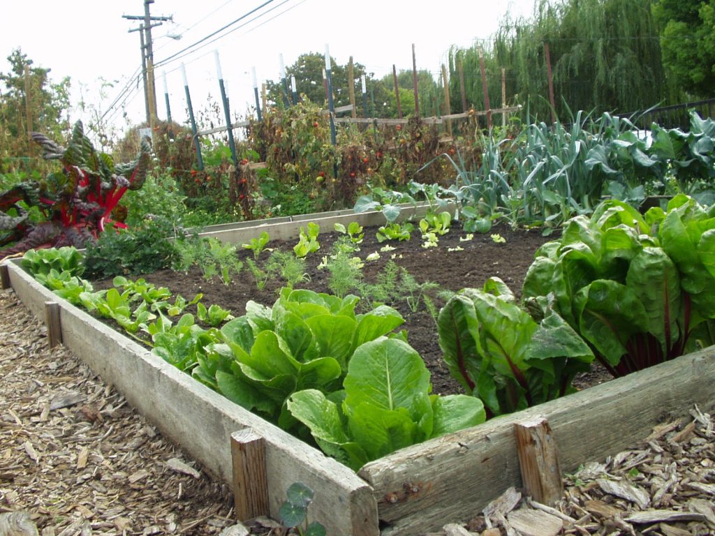 Community Vegetable Garden