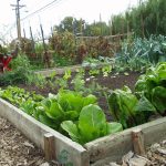 Community Vegetable Garden