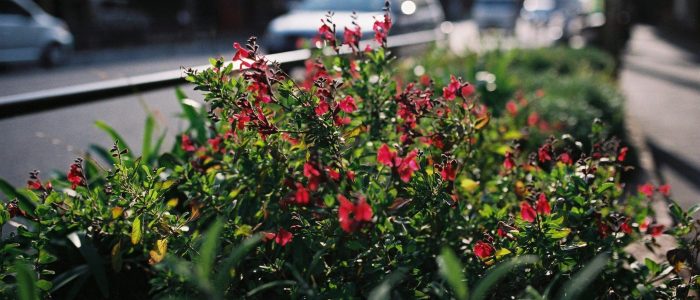 Roadside Flowers